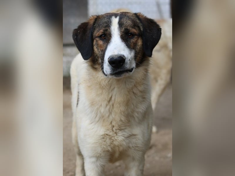 Pitt, geb. ca. 05/2021, lebt in GRIECHENLAND, im städt. Tierheim Serres