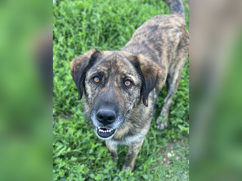 Theo, geb. ca. 04/2022, lebt in GRIECHENLAND, im städt. Tierheim Serres