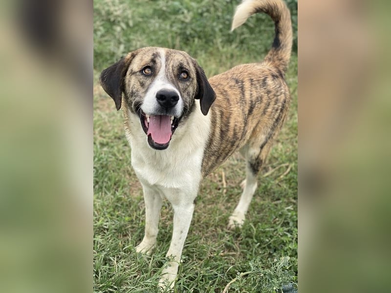 Indira, geb. ca. 01/2023, lebt in GRIECHENLAND, im städt. Tierheim Serres