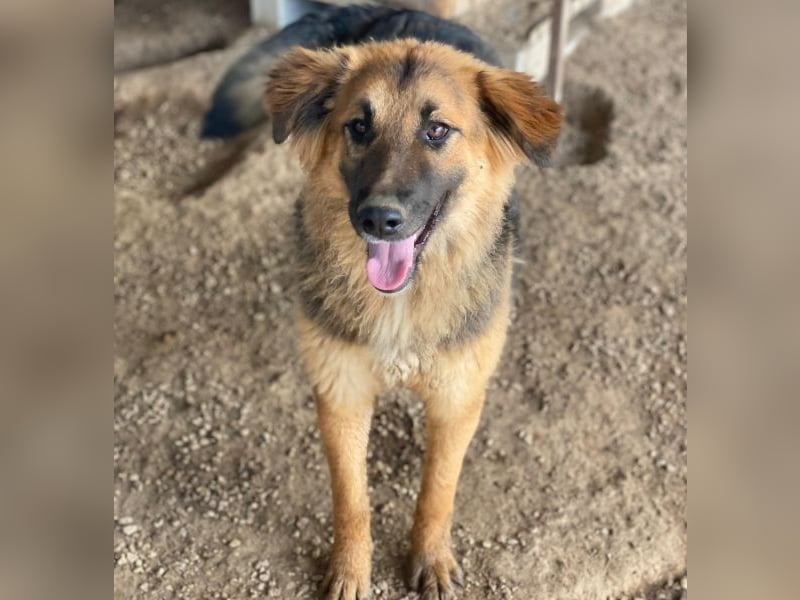 Hilda, geb. ca. 04/2025, lebt in GRIECHENLAND, im städt. Tierheim Serres