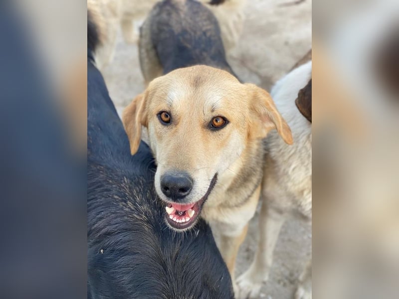 Ciri, geb. ca. 05/2024, lebt in GRIECHENLAND, im städt. Tierheim Serres