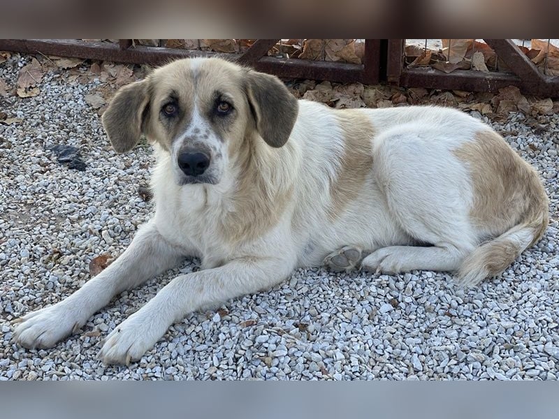 Meraki, geb. ca. 03/2019, lebt in GRIECHENLAND, im städt. Tierheim Serres