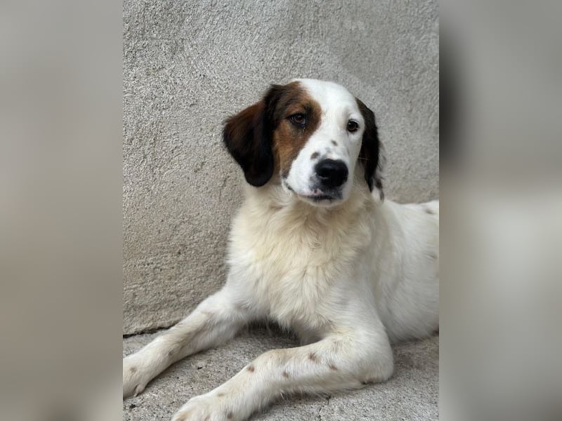 Fidi, geb. ca. 08/2025, lebt in GRIECHENLAND, im städt. Tierheim Serres