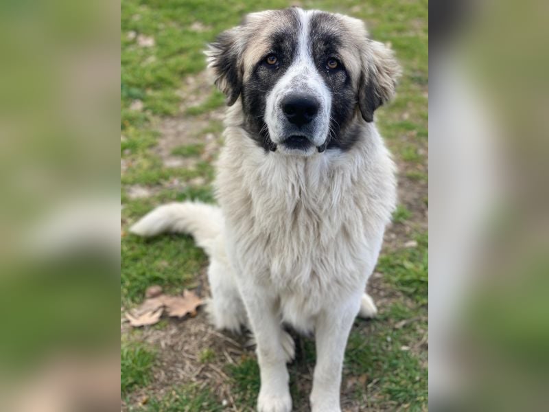 Chef, geb. ca. 07/2025, lebt in GRIECHENLAND, im städt. Tierheim Serres