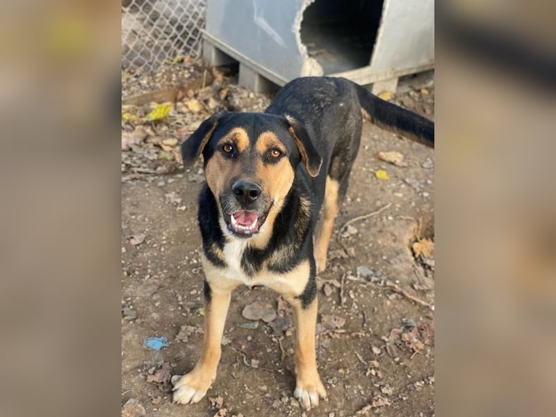 Eppo, geb. ca. 11/2022, lebt in GRIECHENLAND, im städt. Tierheim Serres