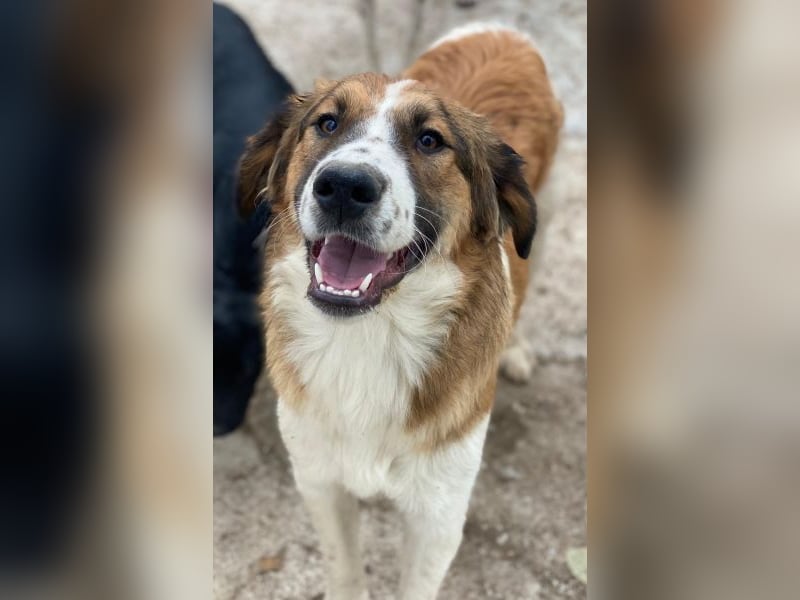 Barkley, geb. ca. 10/2024, lebt in GRIECHENLAND, auf einer privaten Pflegestelle