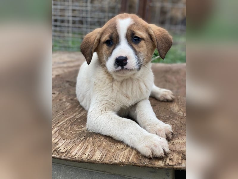 Bufala, geb. ca.11/2025, lebt in GRIECHENLAND, auf einer privaten Pflegestelle