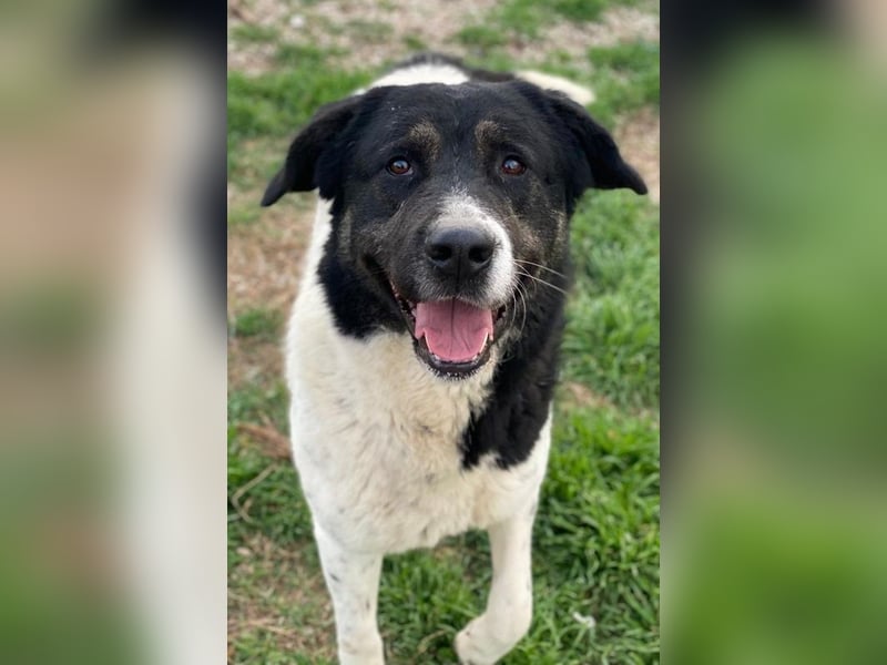 Thanio, geb. ca. 06/2020, lebt in GRIECHENLAND, im städt. Tierheim Serres