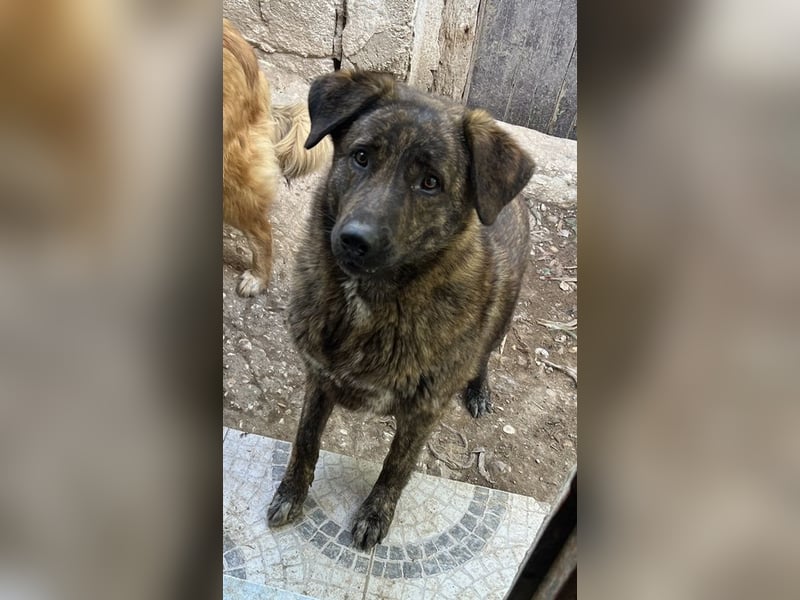 Kelly, geb. ca. 05/2024, lebt in GRIECHENLAND, auf einer privaten Pflegestelle