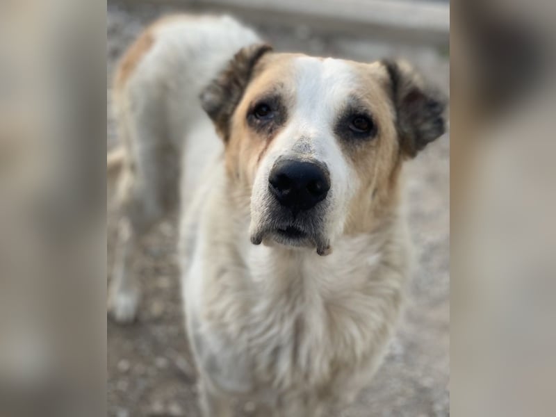 Jorma, geb. ca. 03/2016, lebt in GRIECHENLAND, im städt. Tierheim Serres