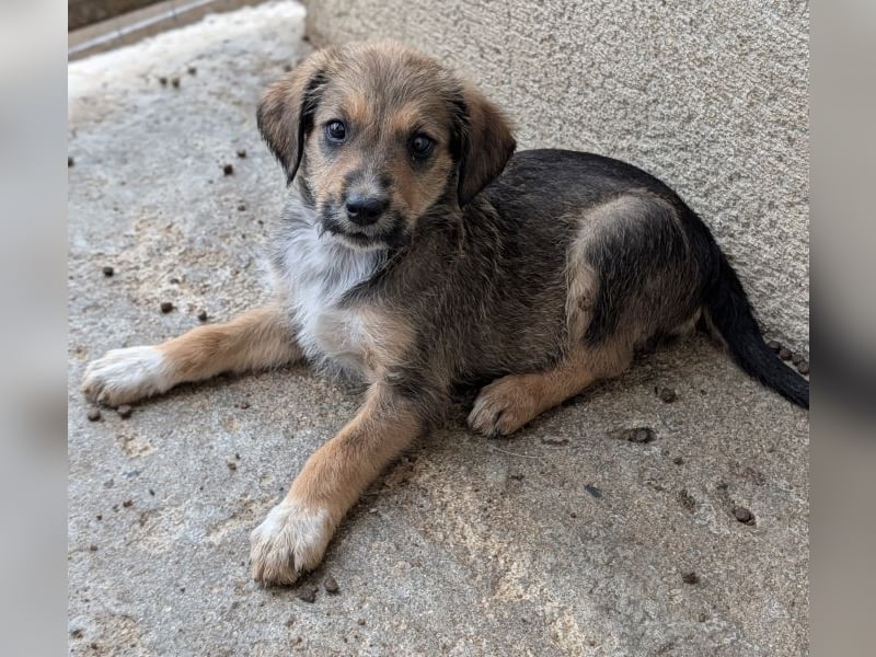 Woody, geb. ca. 02/2026, lebt in GRIECHENLAND, im städt. Tierheim Serres