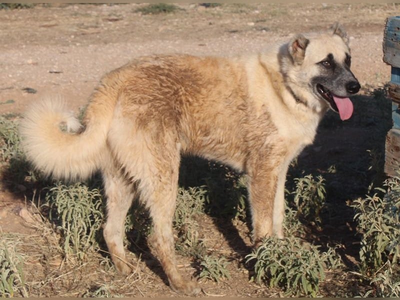 Romero, geb. ca. 12/2021, lebt in GRIECHENLAND, auf einem Gelände, wird notdürftig versorgt