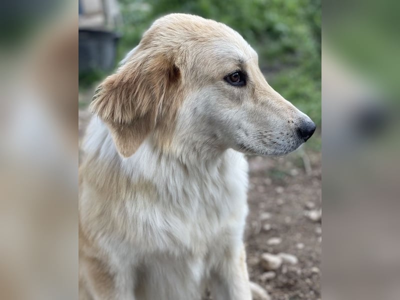 Giannis, geb. ca. 07/2022, lebt in GRIECHENLAND, im städt. Tierheim Serres