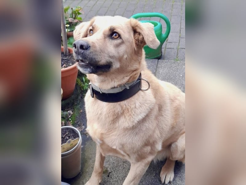 Fanta, geb. ca. 05/2017, lebt bei einer Familie in 48317 Drensteinfurt, Vermittlungshilfe