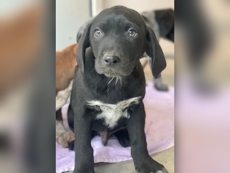 Morus, geb. ca. 11/2025, lebt in GRIECHENLAND, auf einer privaten Pflegestelle