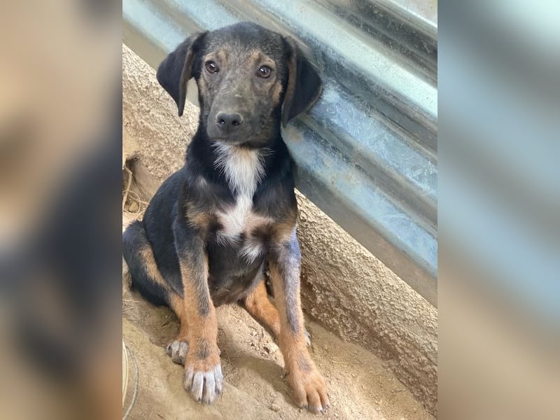 Miranda, geb. ca. 01/2026, lebt in GRIECHENLAND, auf einer privaten Pflegestelle