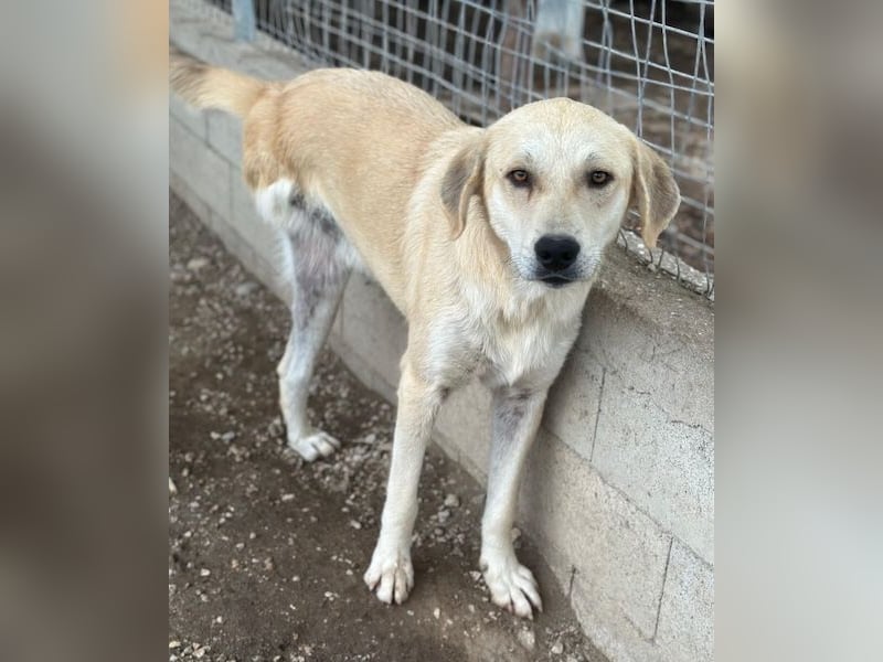 Shaggy, geb. ca. 04/2025, lebt in GRIECHENLAND, im städt. Tierheim Serres