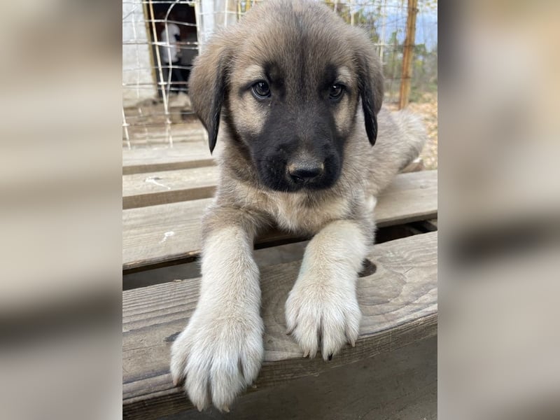 Cosy, geb. ca. 08/2022, lebt in GRIECHENLAND, auf einer privaten Pflegestelle