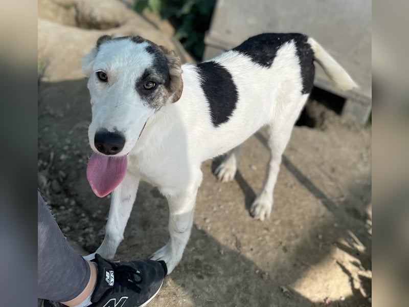 Colette, geb. ca. 02/2022, lebt in GRIECHENLAND, im städt. Tierheim Serres