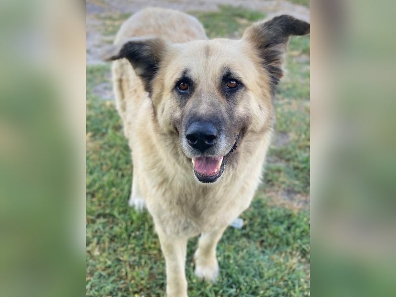 Pinja, geb. ca. 12/2021, lebt in GRIECHENLAND, auf einer privaten Pflegestelle