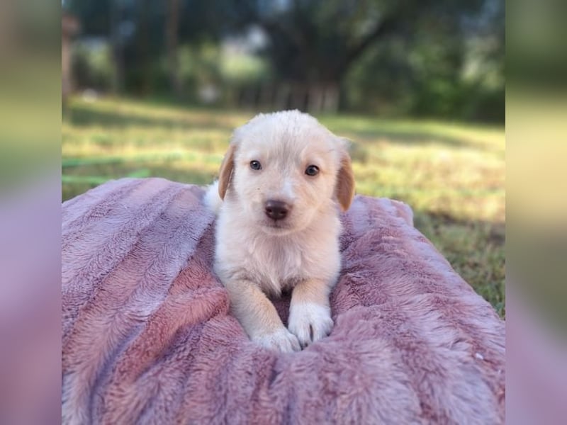  Fluffy-Boo, geb. ca. 04/2026, lebt auf einer Pflegestelle in 44651 Herne