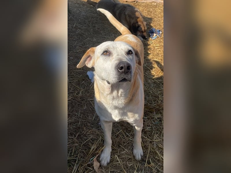 Ikarus, geb. ca. 04/2019, lebt in GRIECHENLAND, auf einem Gelände, wird notdürftig versorgt