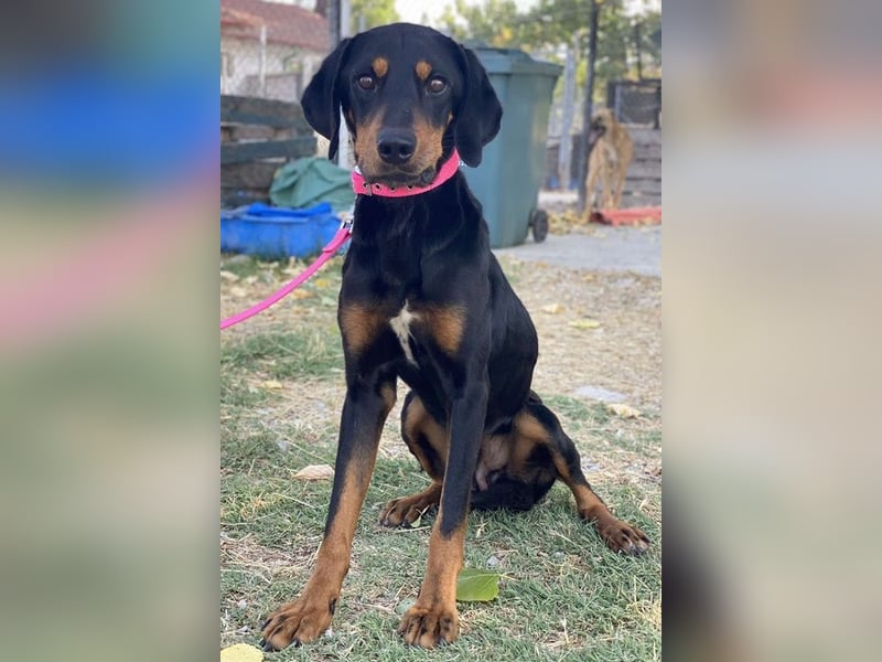 Zwölf, geb. ca. 10/2021, lebt in GRIECHENLAND, auf einer privaten Pflegestelle