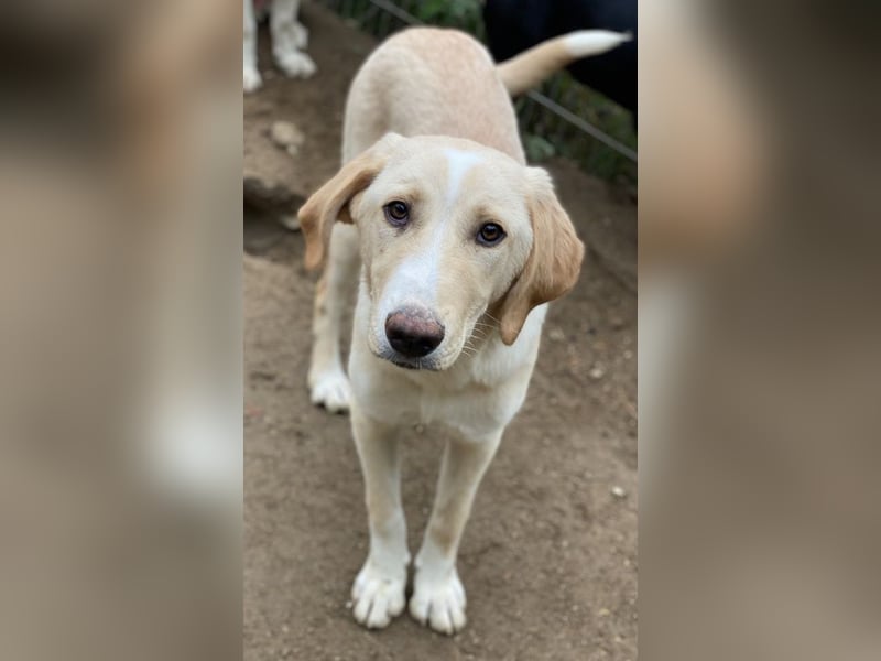 Sheldon, geb. ca. 11/2023, lebt in GRIECHENLAND, im städt. Tierheim Serres