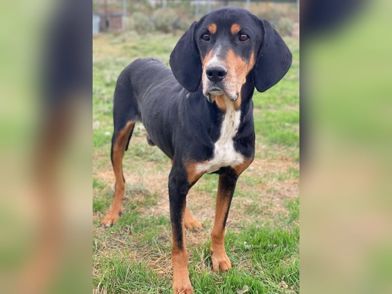 Joker, geb. ca. 11/2021, lebt in GRIECHENLAND, im städt. Tierheim Serres Joker, geb. ca. 11/2021, lebt in GRIECHENLAND, im städt. Tierheim Serres