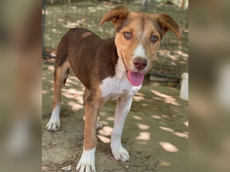 Hardo, geb. ca. 01/2025, lebt in GRIECHENLAND, auf einer privaten Pflegestelle