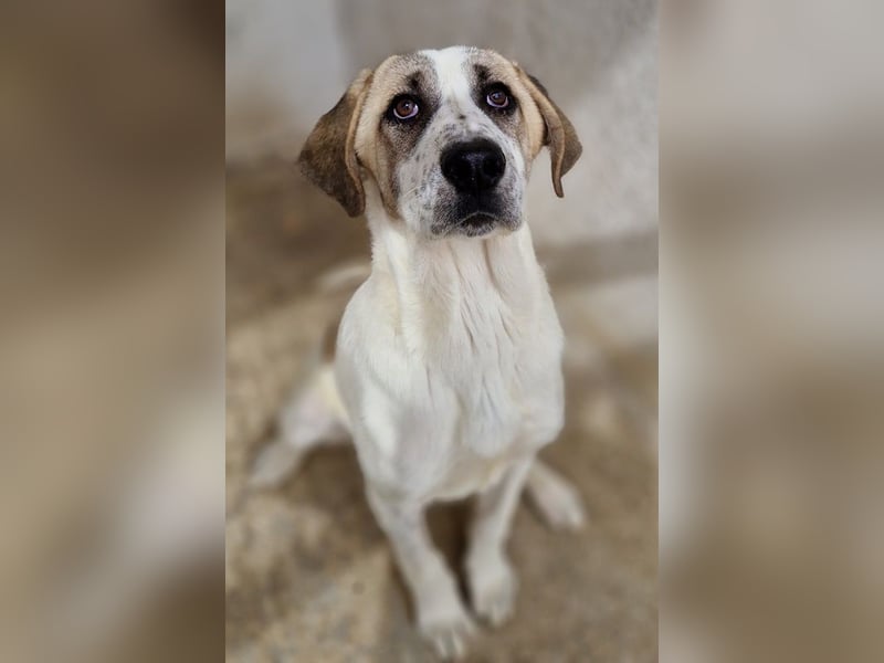 Lou, geb. ca. 11/2022, lebt in GRIECHENLAND, im städt. Tierheim Serres