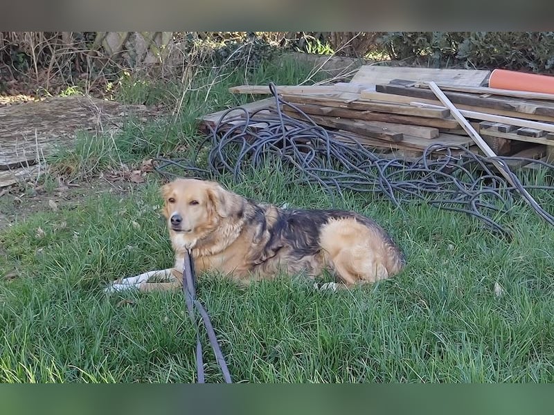 Kara, geb. ca. 12./2015, lebt in einer Familie in 53913 Swisttal, Vermittlungshilfe