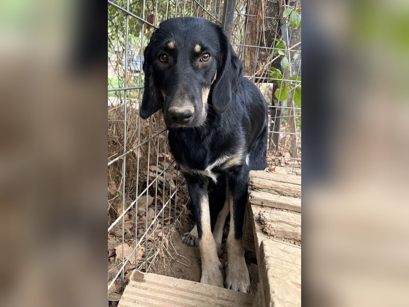 Blueberry, geb. ca. 06/2023, lebt in GRIECHENLAND, auf einer privaten Pflegestelle