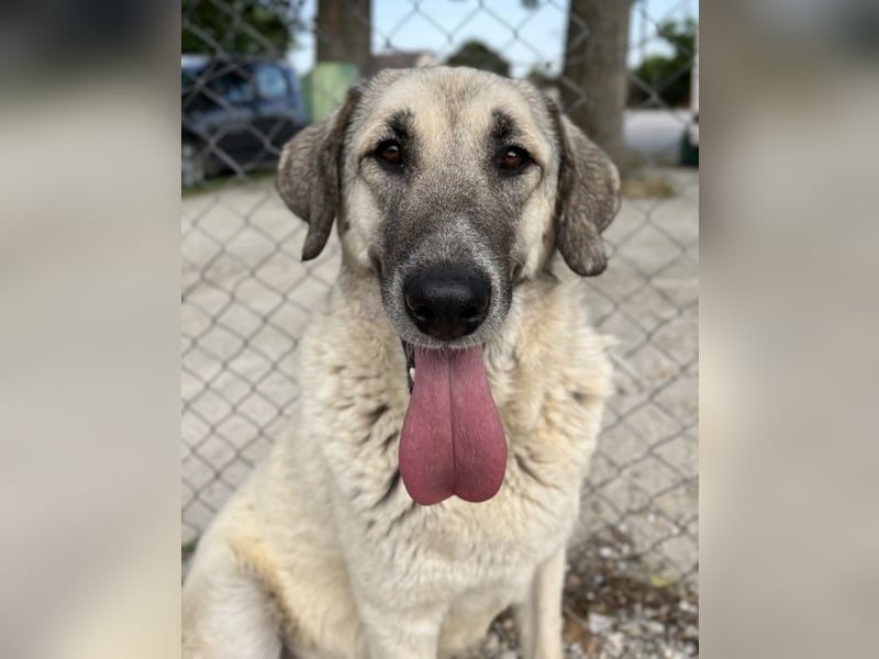 Little Pumpkin, geb. ca. 11/2021, lebt in GRIECHENLAND, im städt. Tierheim Serres