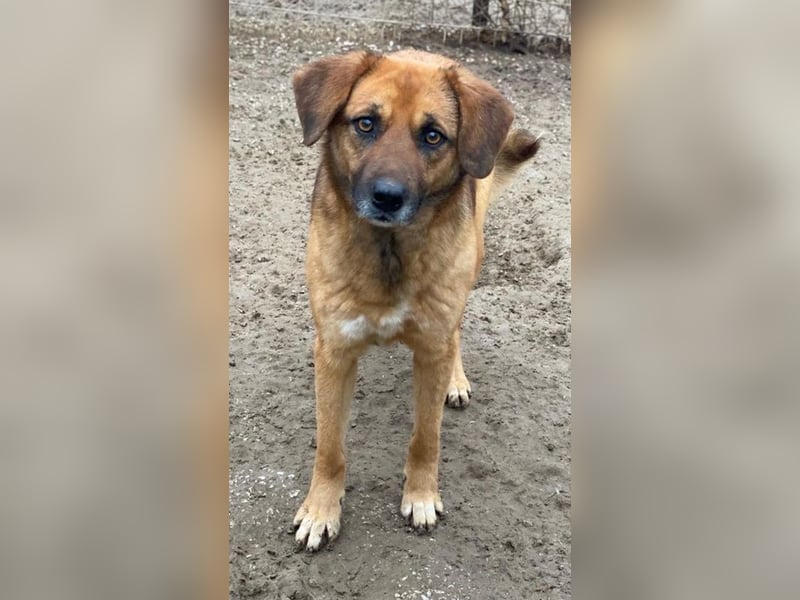 Lunia, geb. ca. 01/2022, lebt in GRIECHENLAND, im städt. Tierheim Serres