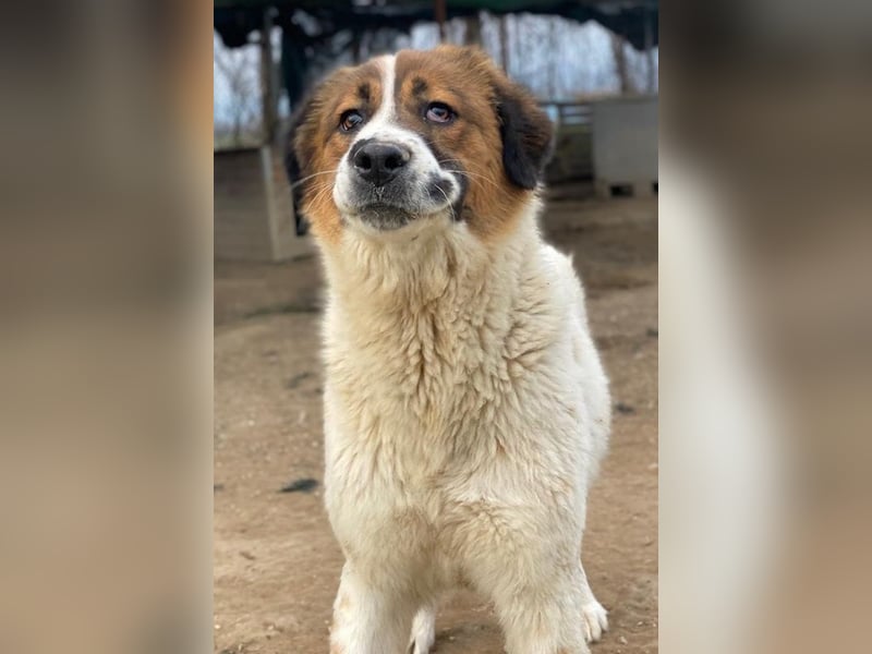 Fiva, geb. ca. 02/2024, lebt in GRIECHENLAND, im städt. Tierheim Serres