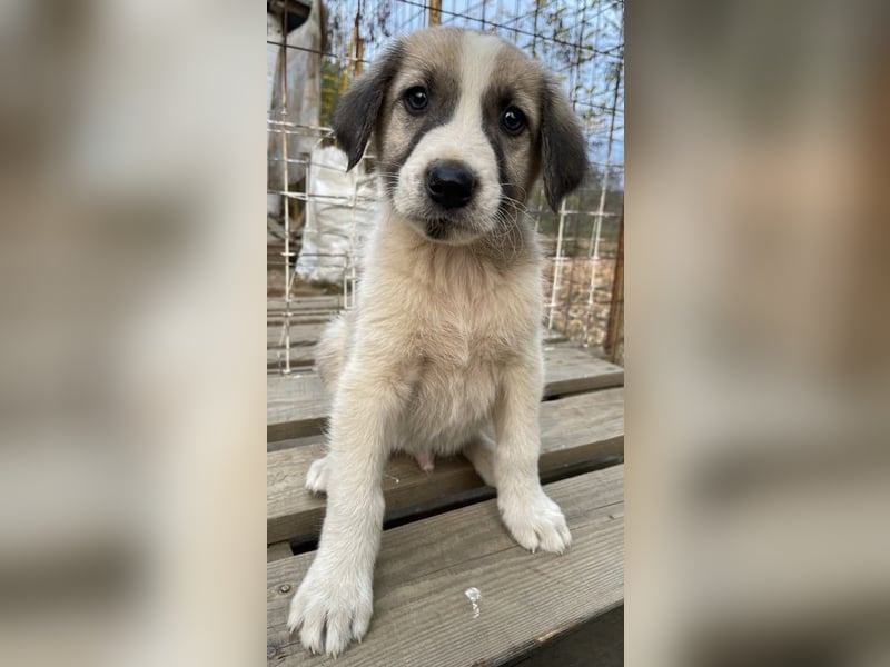 Carlo, geb. ca. 08/2022, lebt in GRIECHENLAND, auf einer privaten Pflegestelle