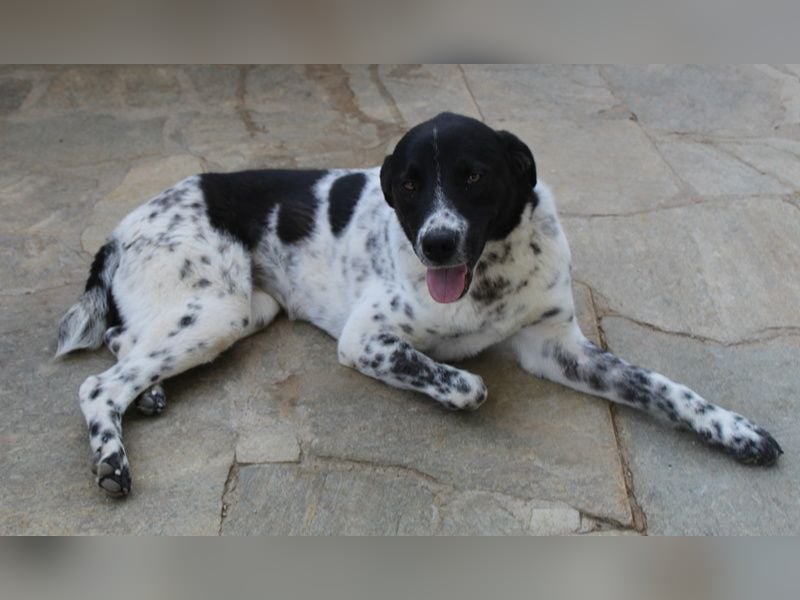 Kimisi, geb. ca. 03/2024, lebt in GRIECHENLAND, auf einer privaten Pflegestelle