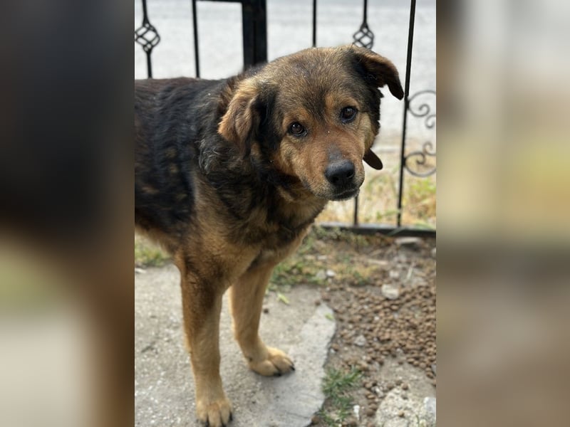 Frieder, geb. ca. 11/2019, lebt in GRIECHENLAND, im städt. Tierheim Serres