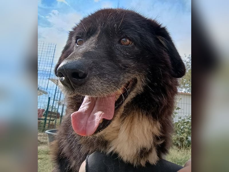 Betty-Boo, geb. ca. 01/2014, lebt in GRIECHENLAND, auf einer privaten Pflegestelle