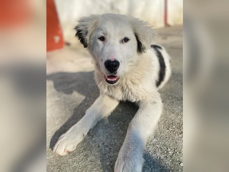 Canja, geb. ca. 08/2022, lebt in GRIECHENLAND, im städt. Tierheim Serres