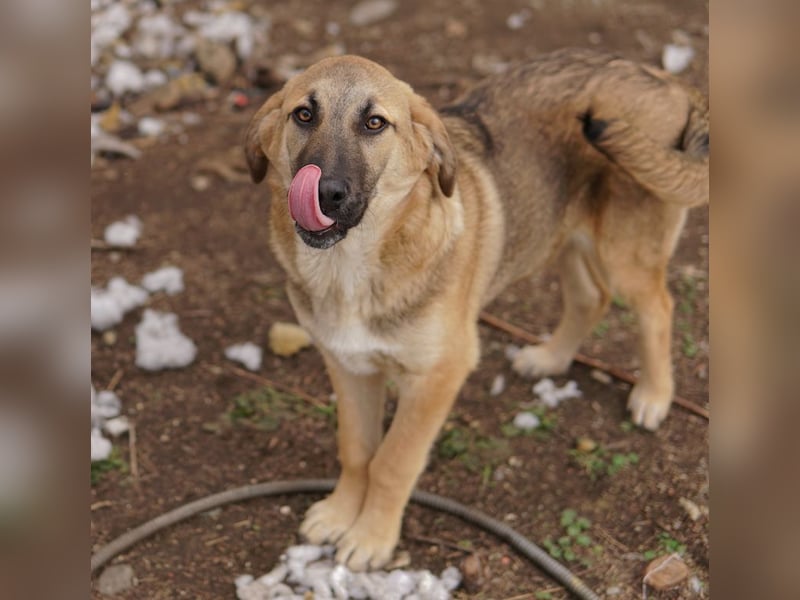 Lauser, geb. ca. 10/2023, lebt in GRIECHENLAND, auf einem Gelände, Hunde werden notdürftig versorgt