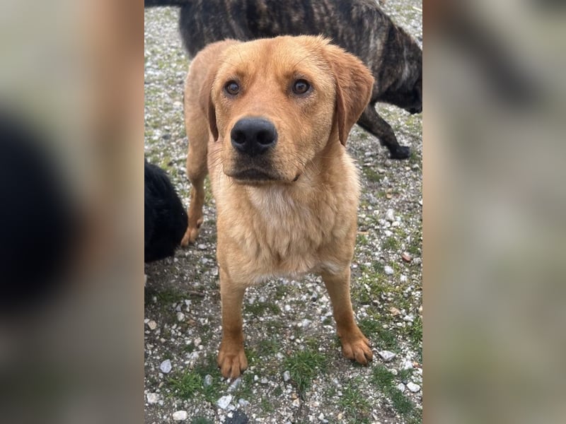 Valor, geb. ca. 05/2024, lebt in GRIECHENLAND, auf einem Gelände, wird notdürftig versorgt