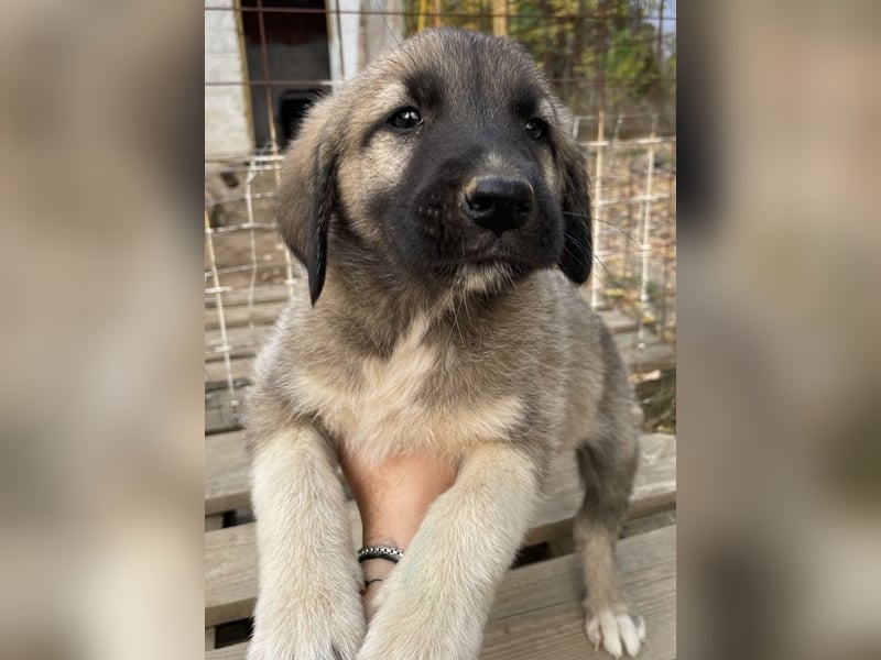 Cosy, geb. ca. 08/2022, lebt in GRIECHENLAND, auf einer privaten Pflegestelle