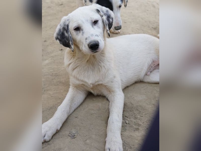 Riesling, geb. ca. 08/2025, lebt in GRIECHENLAND, auf einer privaten Pflegestelle