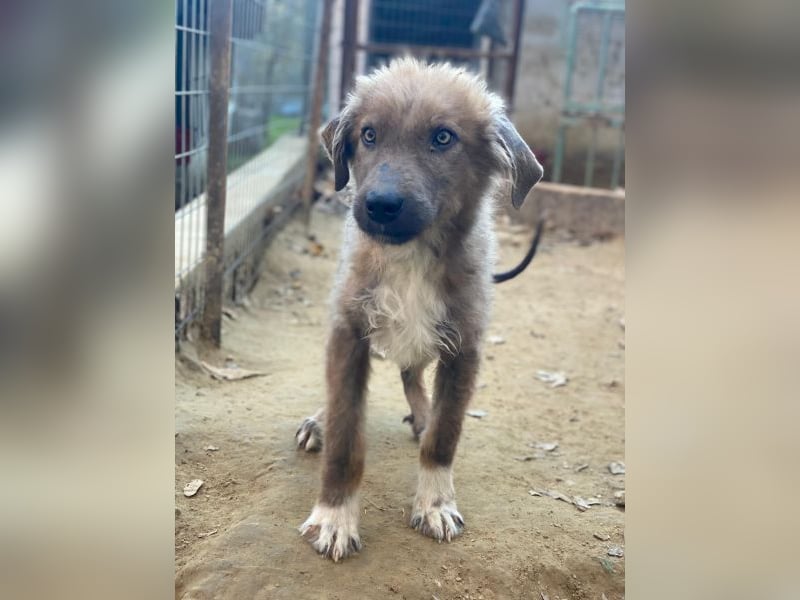 Franklyn, geb. ca. 06/2025, lebt in GRIECHENLAND, auf einer privaten Pflegestelle