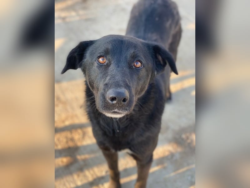 Gimpo, geb. ca. 03/2024, lebt in GRIECHENLAND, im städt. Tierheim Serres