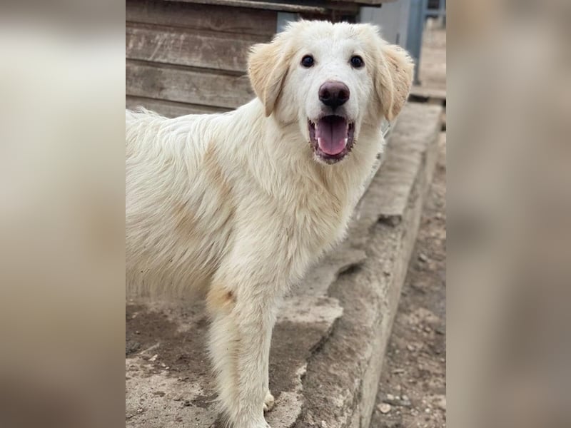 Bazo, geb. ca. 02/2025, lebt in GRIECHENLAND, auf einer privaten Pflegestelle