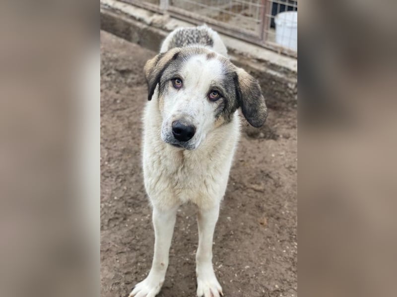 Aron, geb. ca. 02/2024, lebt in GRIECHENLAND, im städt. Tierheim Serres