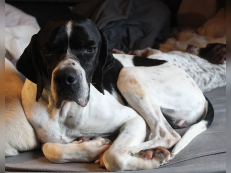 Attila, geb. ca. 08/2024, lebt auf einer Pflegestelle in 67735 Mehlbach